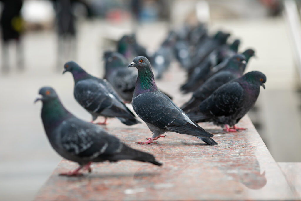 pigeons