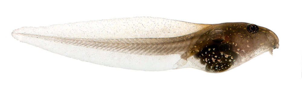 tadpole side view