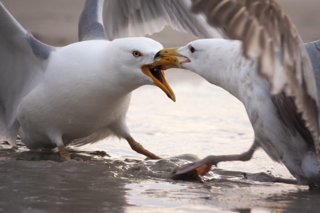 seagulls being territorial