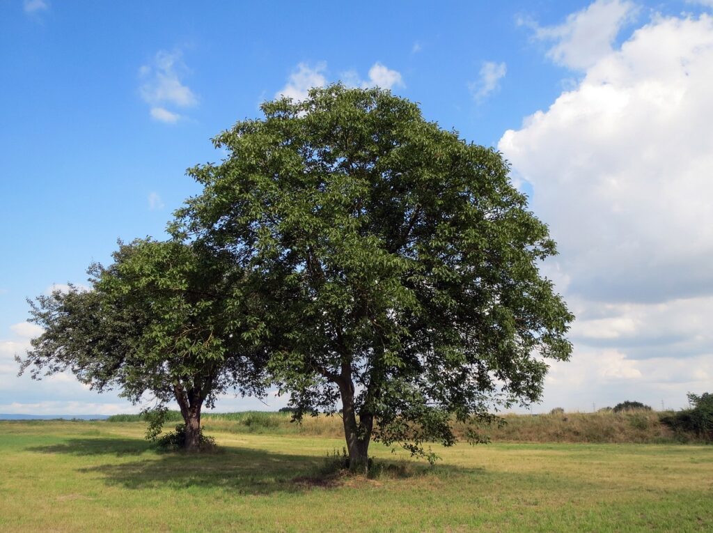 Walnut tree