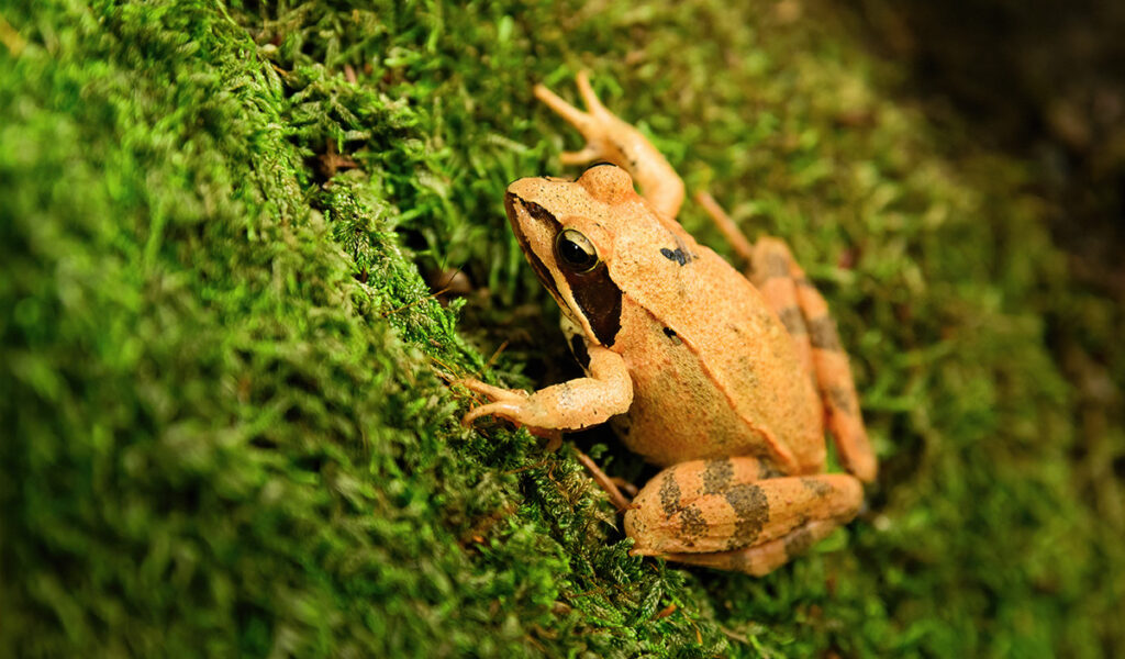 wood frog