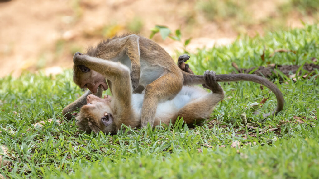 monkeys play fighting