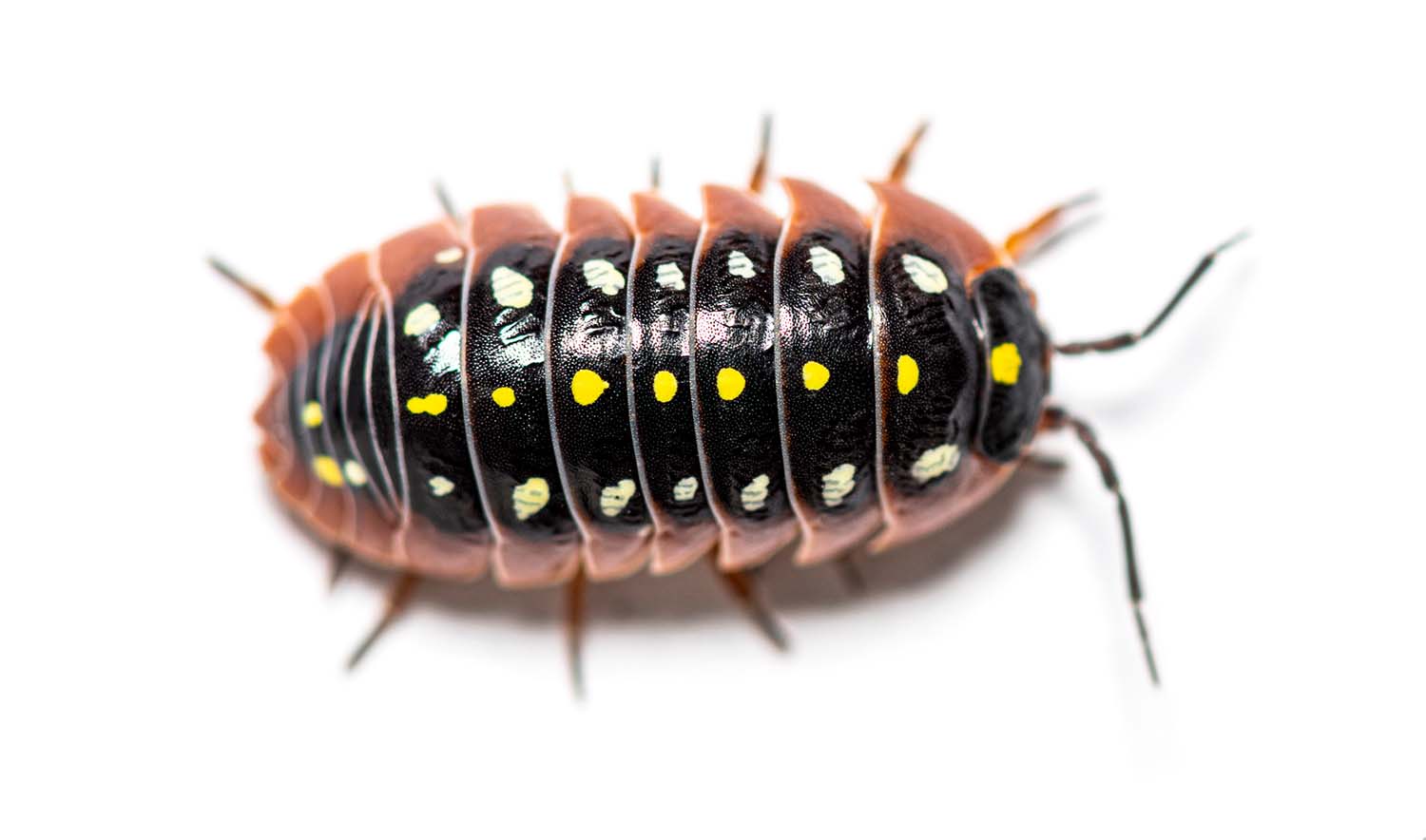 Armadillidium Klugii