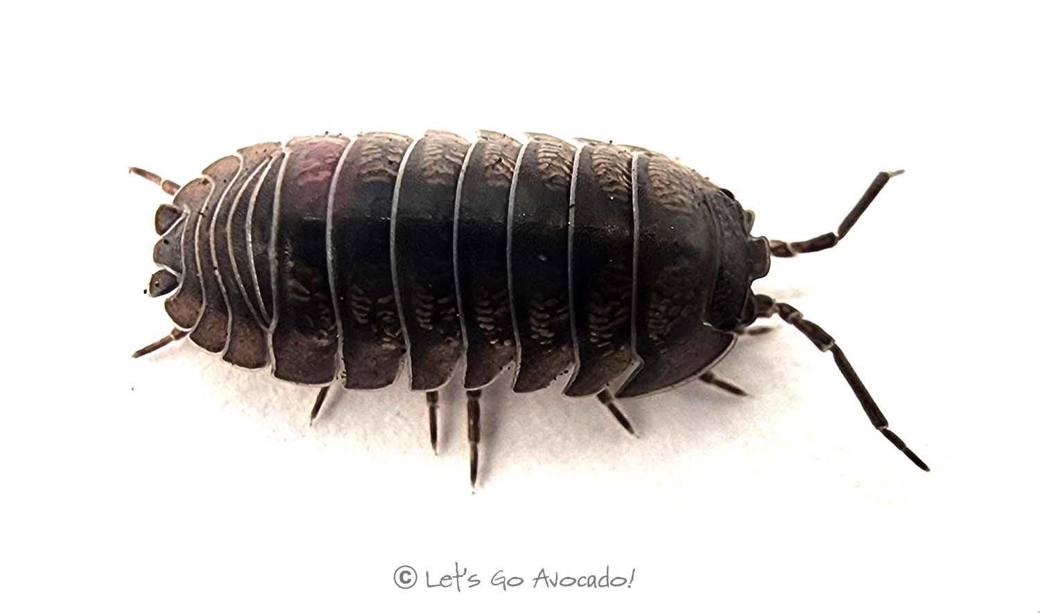 Armadillidium Vulgare