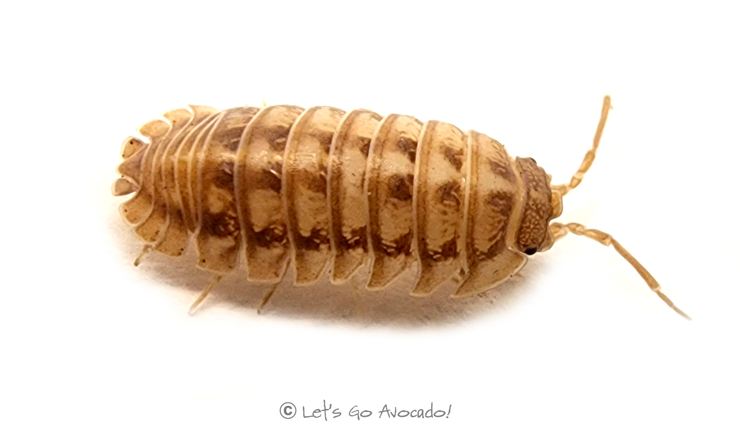 Armadillidium natasum peach