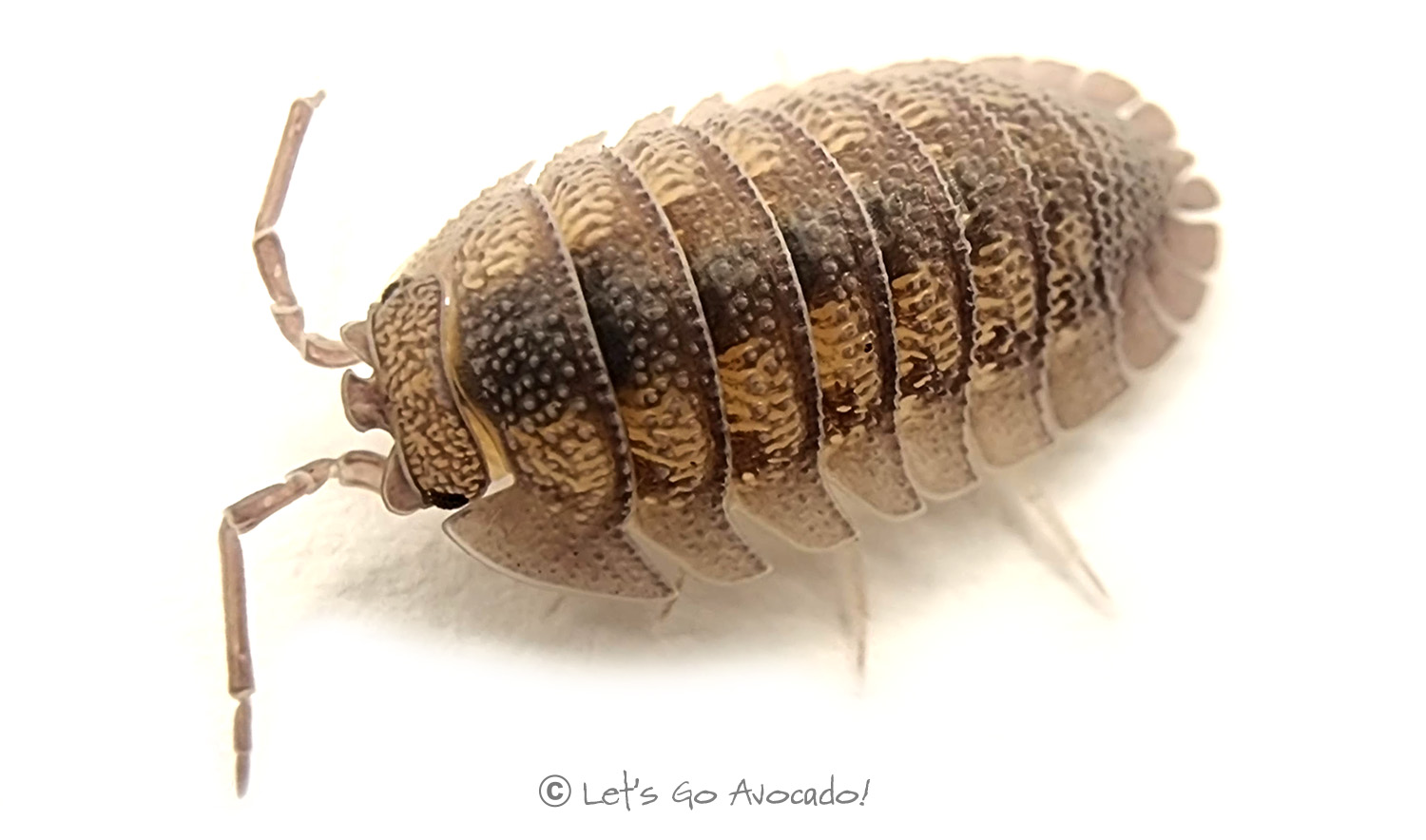 Armadillidium peraccae