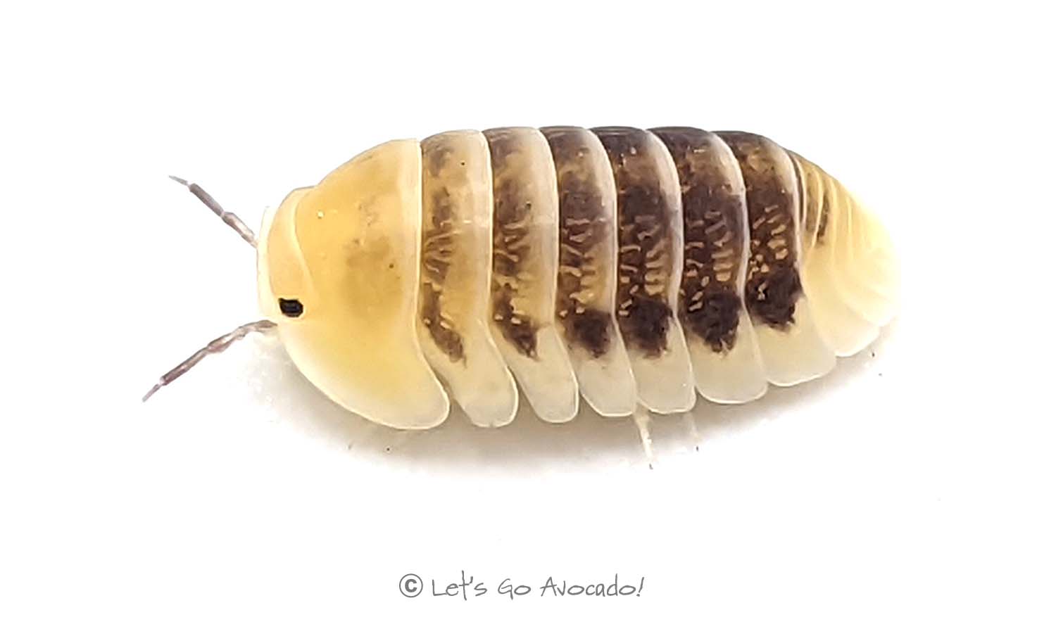 Cubaris Jupiter Isopod