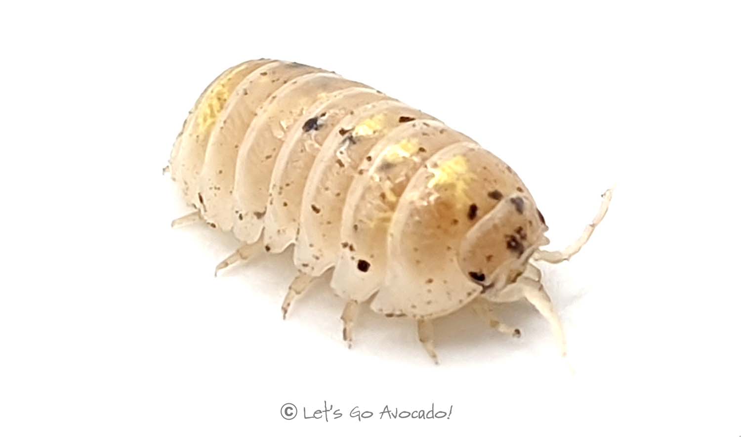 Armadillidium vulgare magic potion - Japanese line