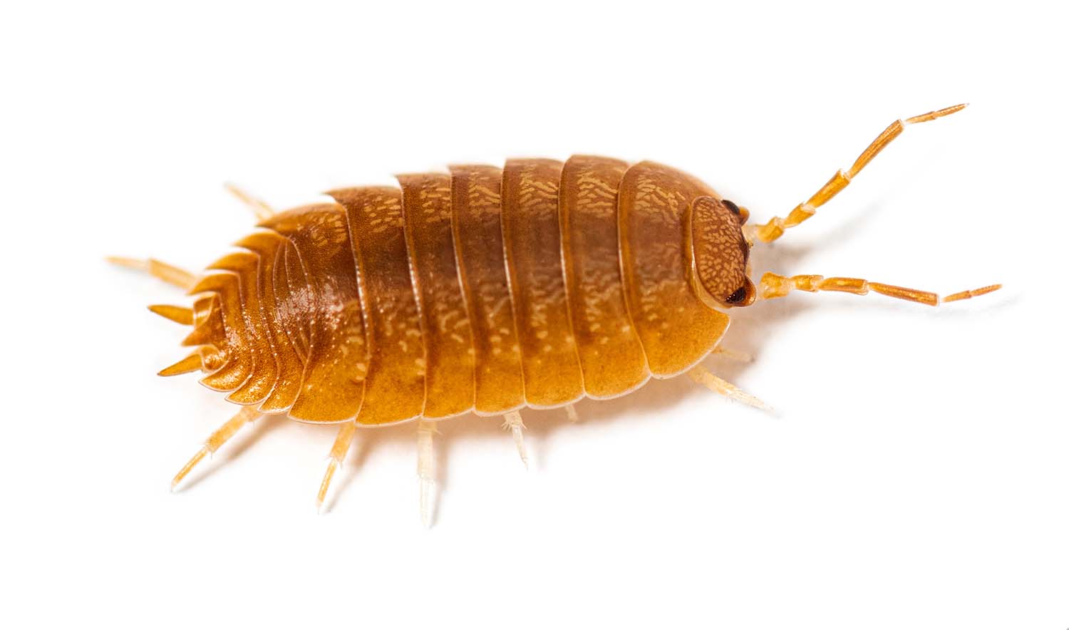 Porcellio Laevis Orange