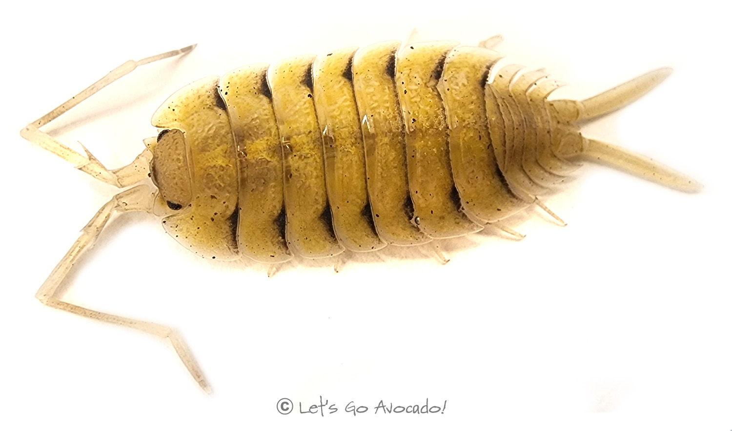 Porcellio bolivari