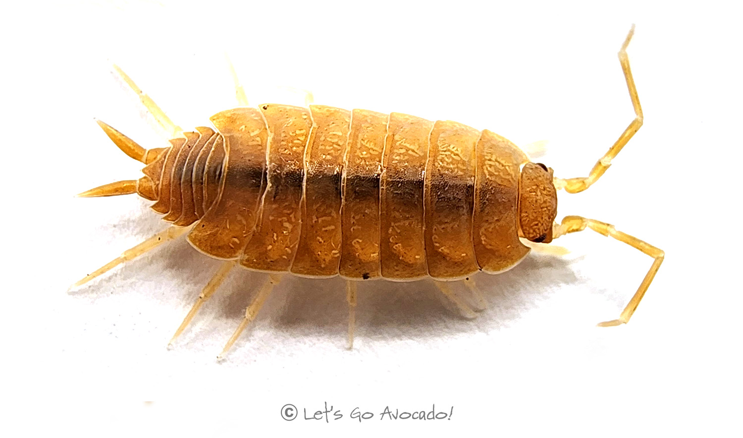 Powder Orange isopod