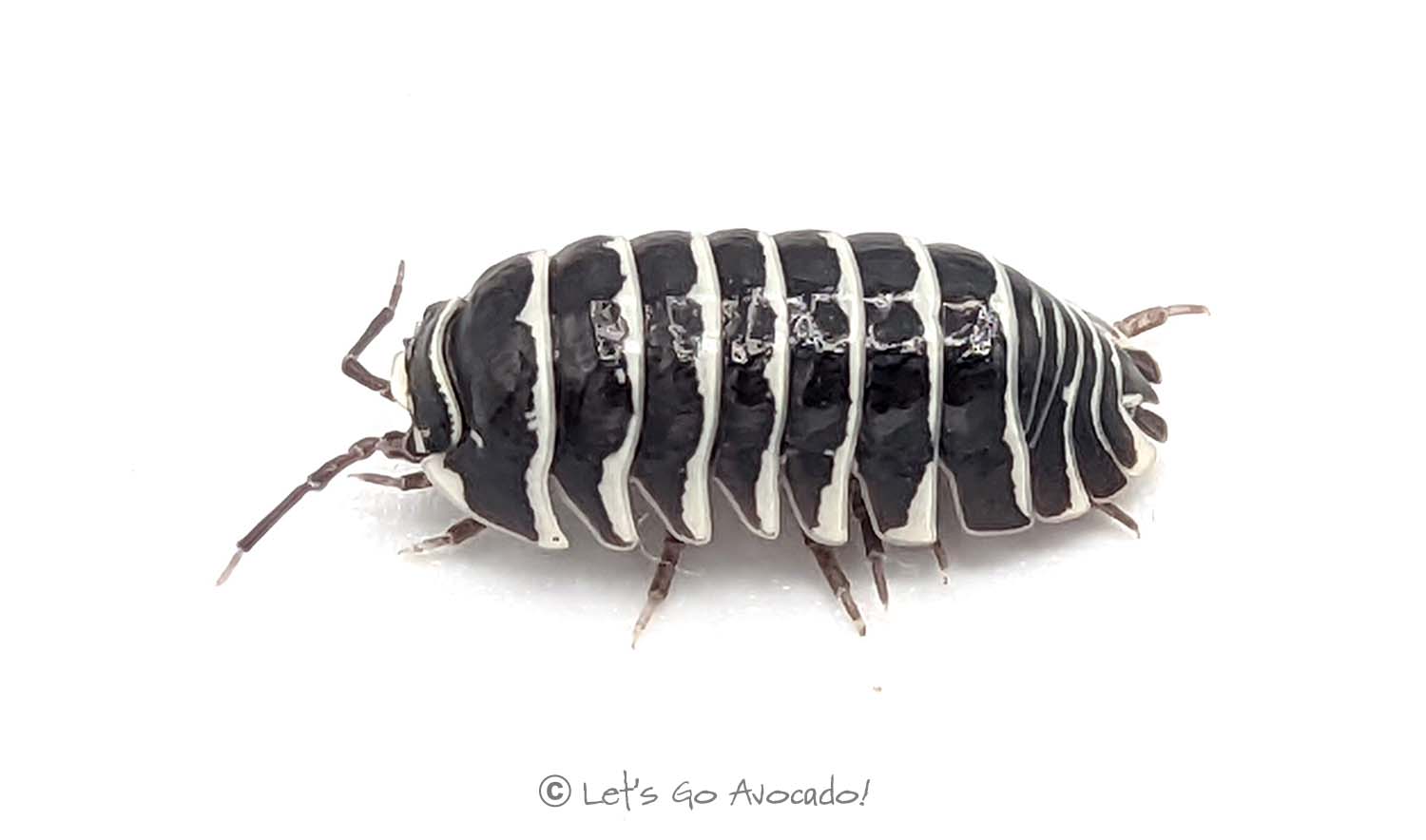 Zebra Isopod