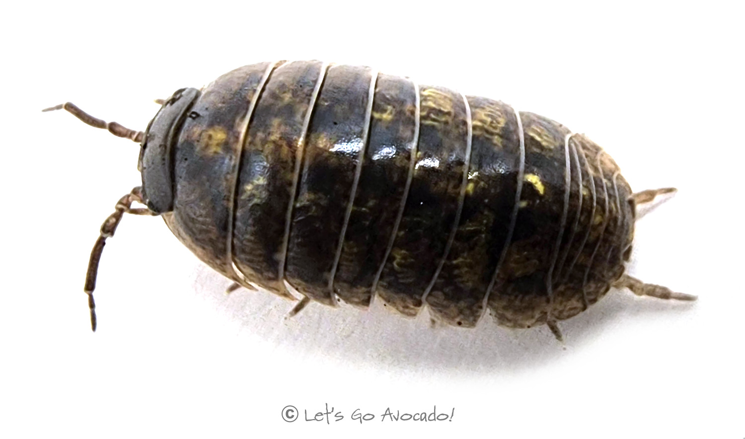 armadillidium vulgare wild type