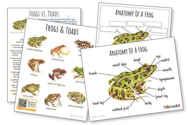 frogs and toads nature study