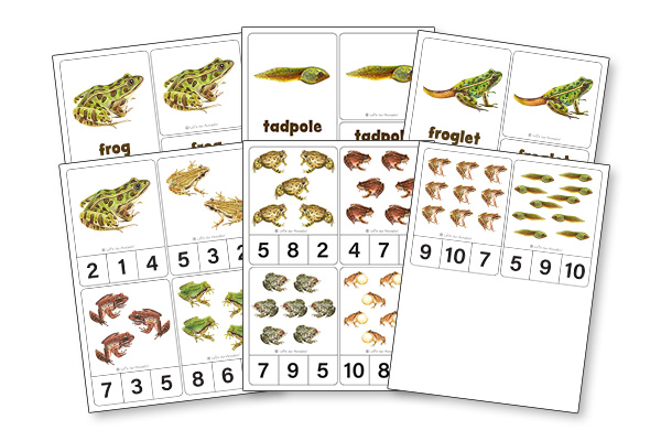 frogs and toads nature study