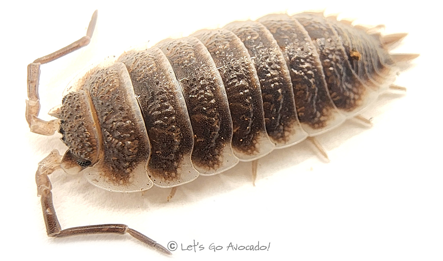 porcellio hofmanseggi