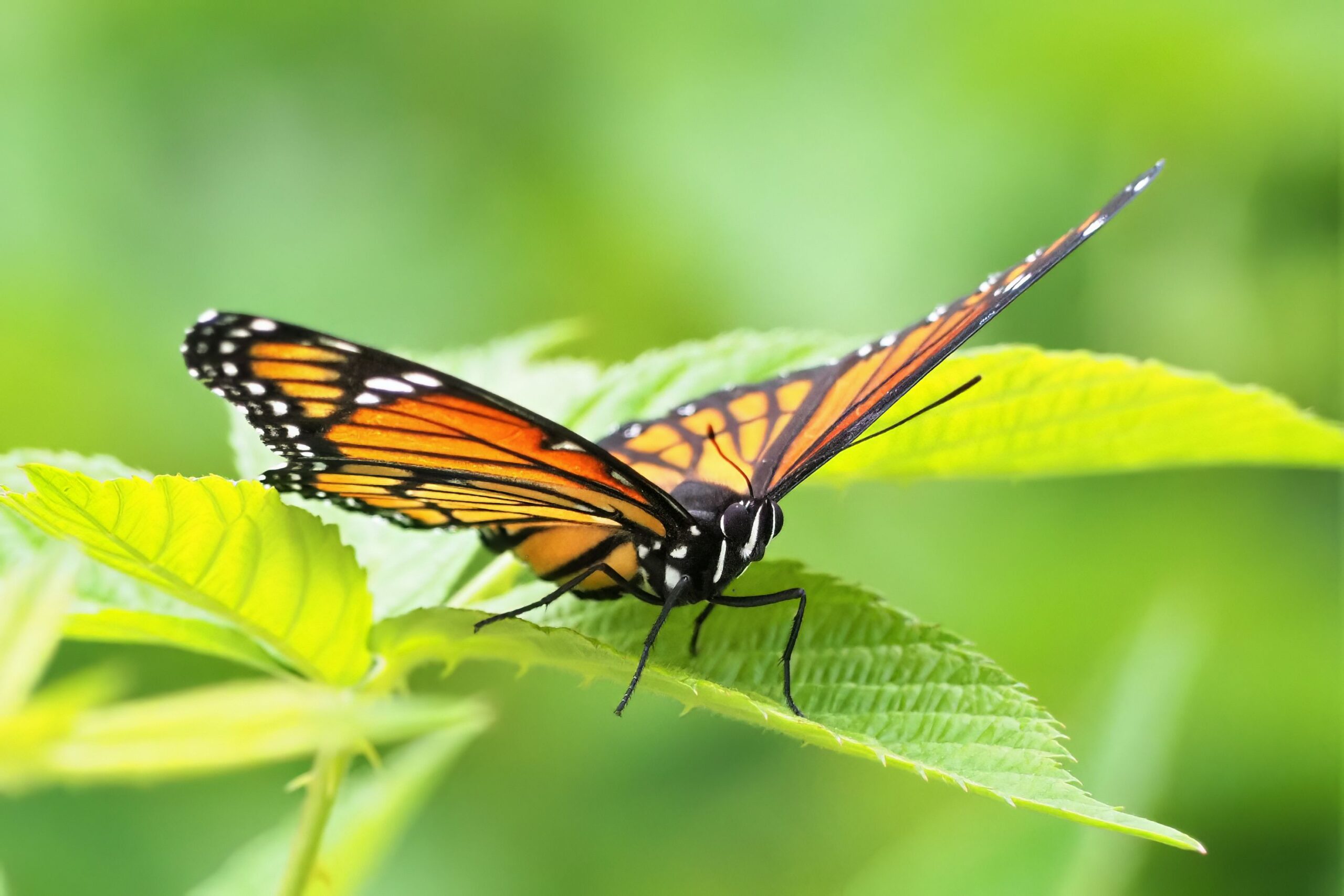 monarch butterfly lifecycle