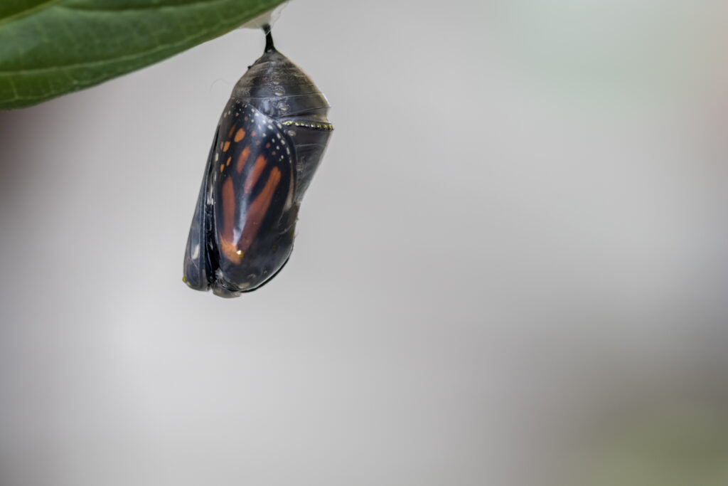 monarch chrysalis