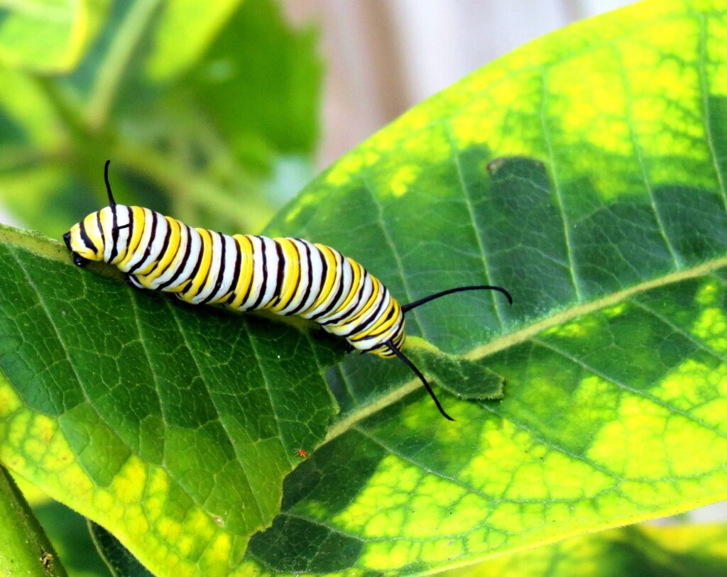 monarch butterfly caterpillar