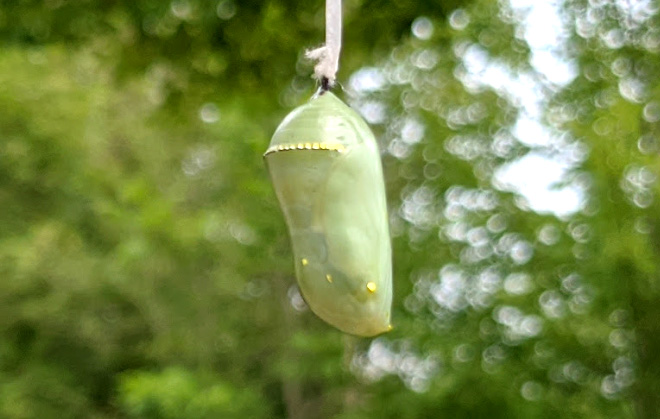 monarch chrysalis