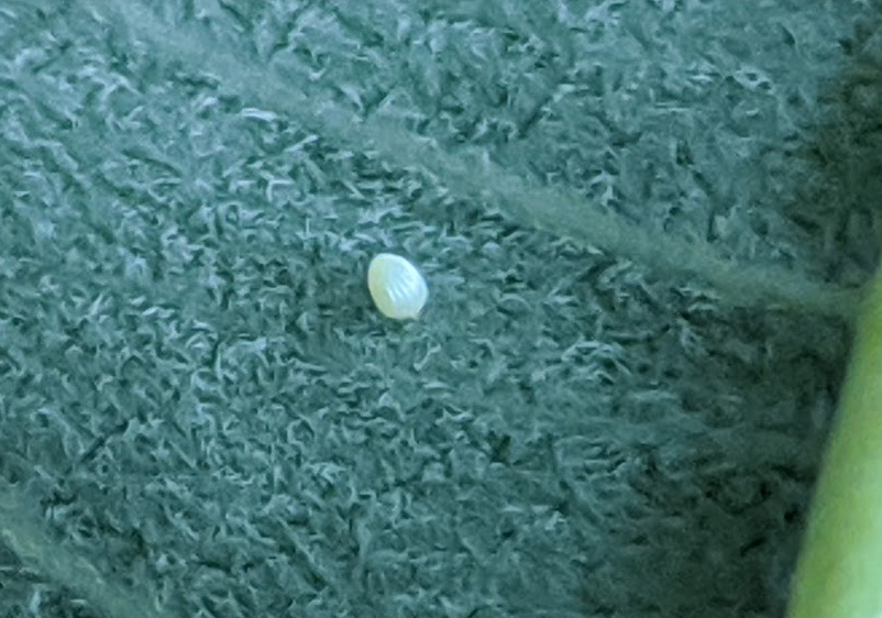 monarch egg