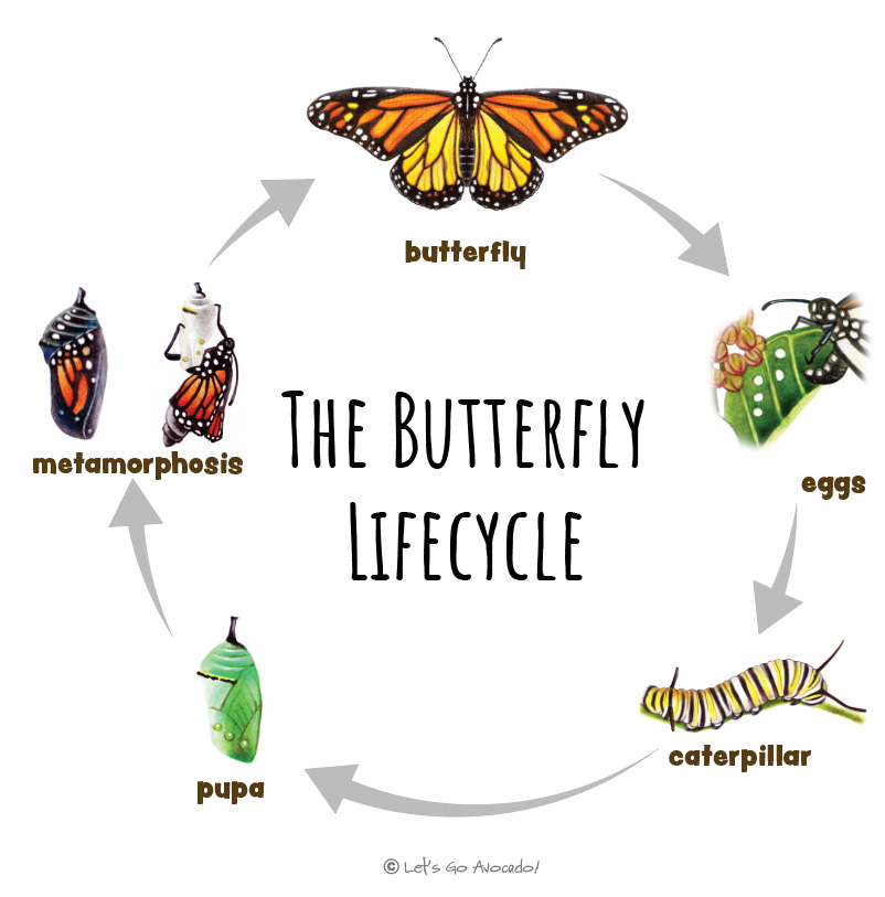 monarch lifecycle