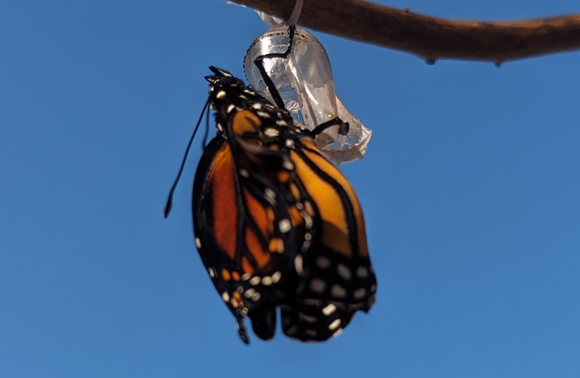 newly emerged crumpled wings