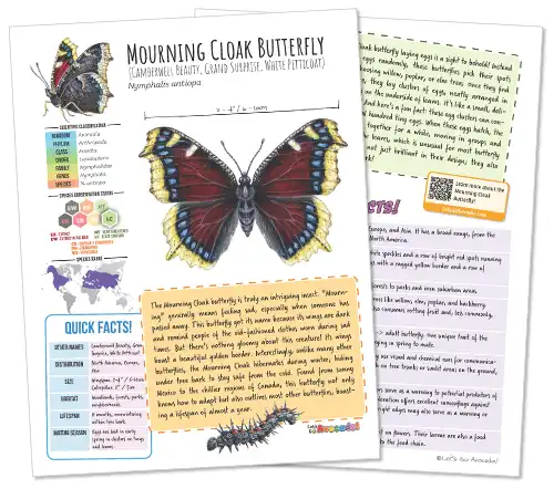 Mourning Cloak Butterfly Fact Sheet Homeschool Classroom Printable
