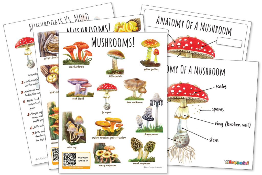 Mushrooms Nature Study Unit Anatomy Lifecycle Activities
