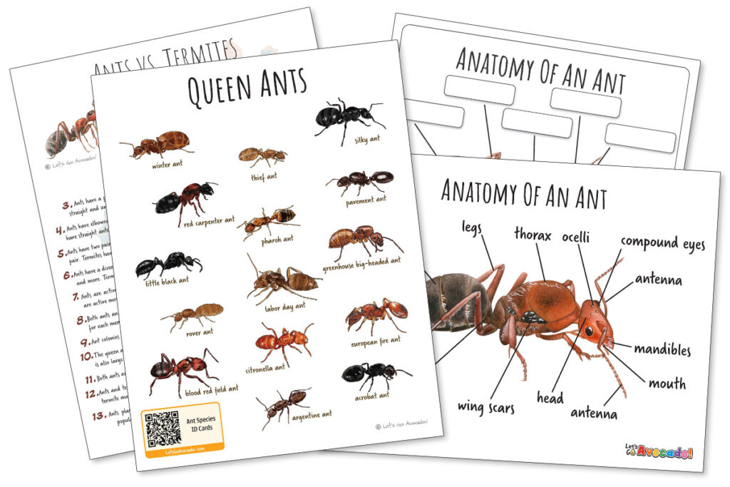 Ants Nature Study Anatomy and And Species