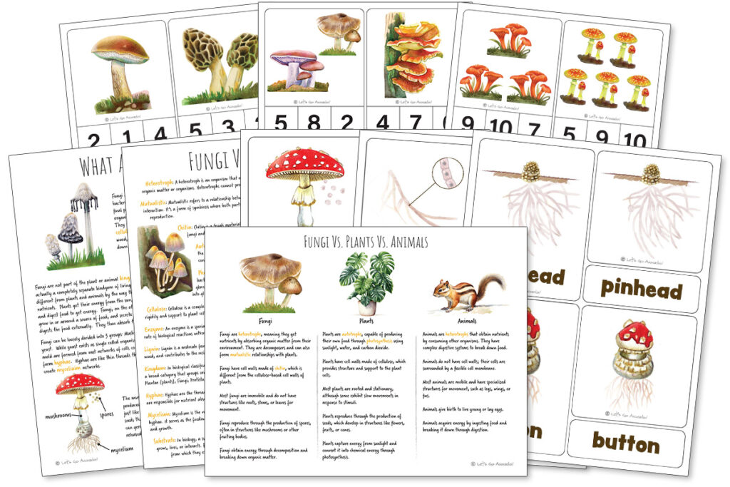 Mushrooms Nature Study Unit Anatomy Lifecycle Activities homeschool worksheets