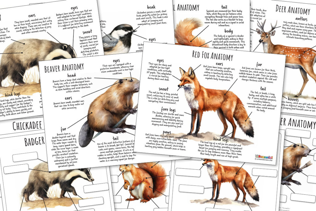 Winter Forest Animals Nature Study
