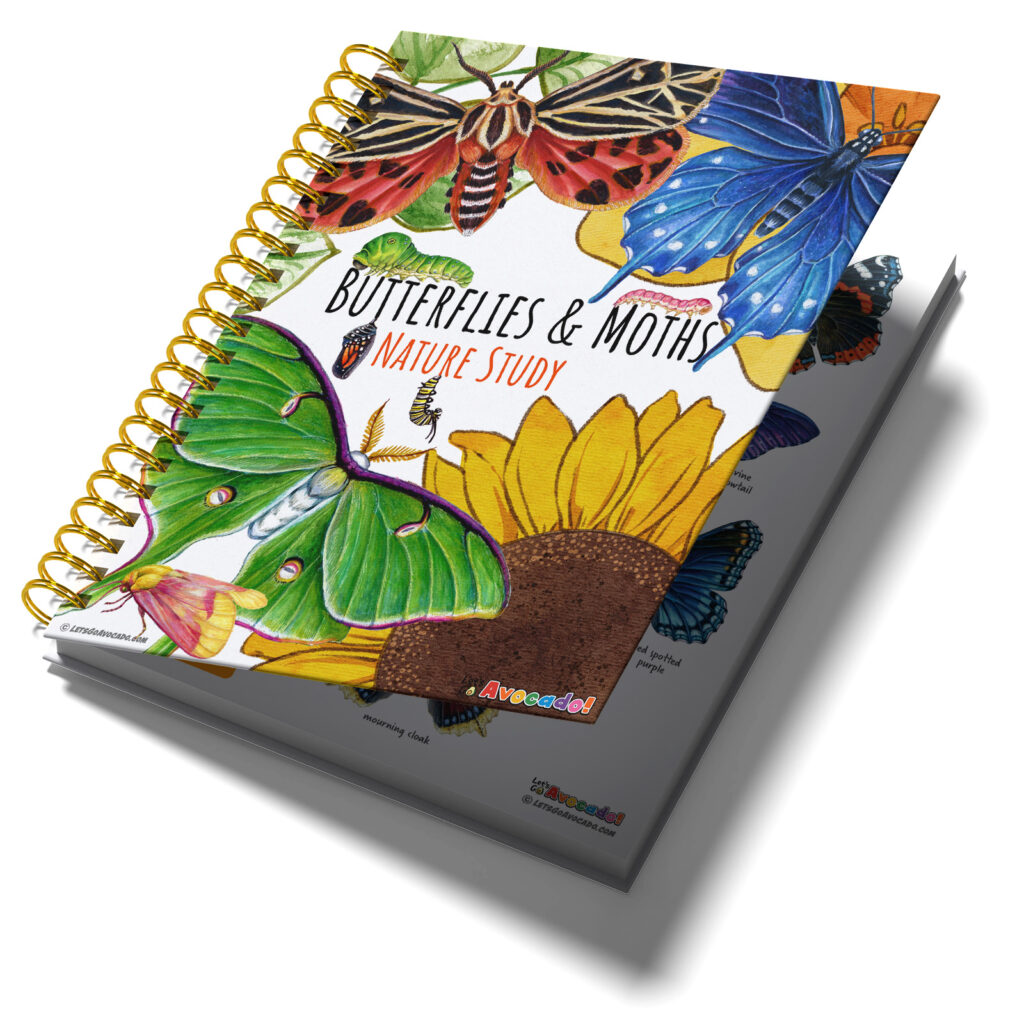 Butterflies and Moths Nature Study