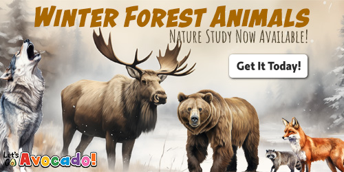 Winter Forest Animals Nature Study