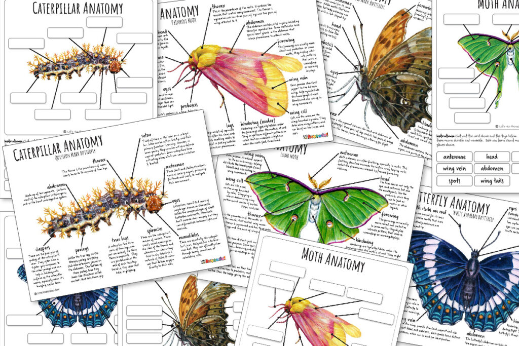 Butterflies & Moths Nature Study