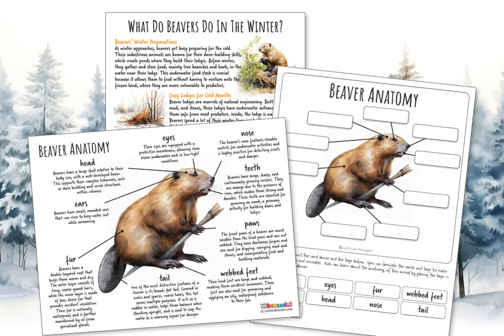 Beaver Anatomy homeschool printables