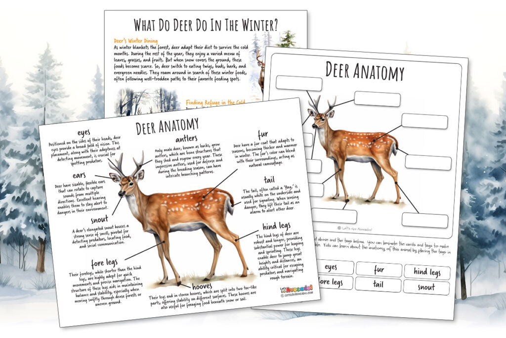Deer Anatomy homeschool printables