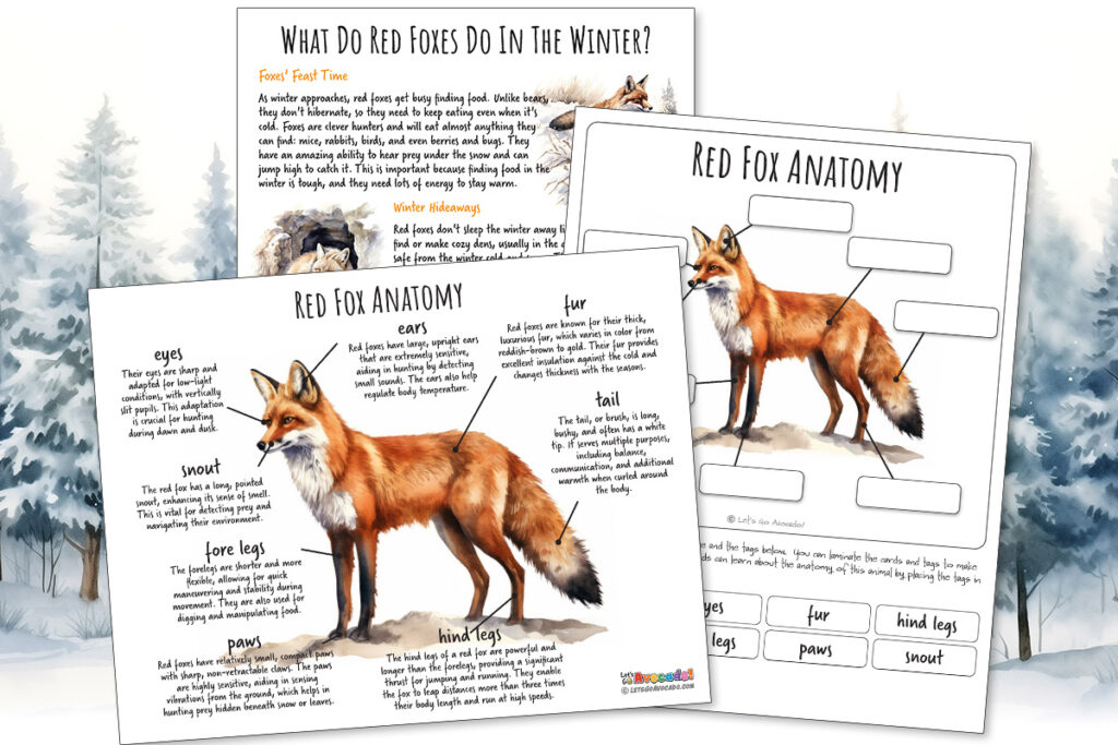 Red Fox Anatomy homeschool printables