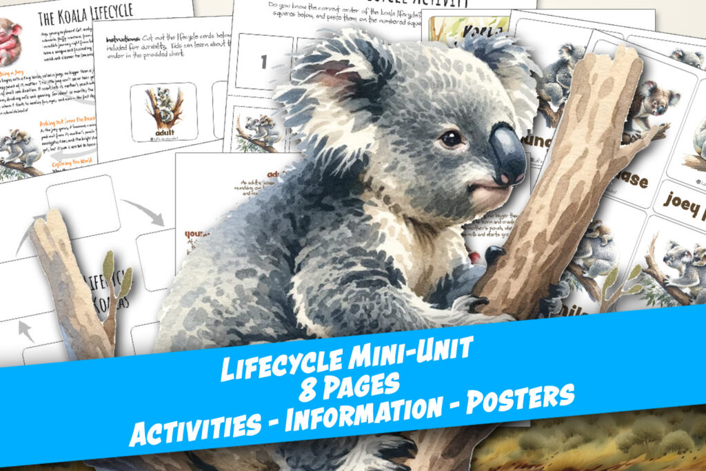 Koala lifecycle worksheet homeschool printable classroom