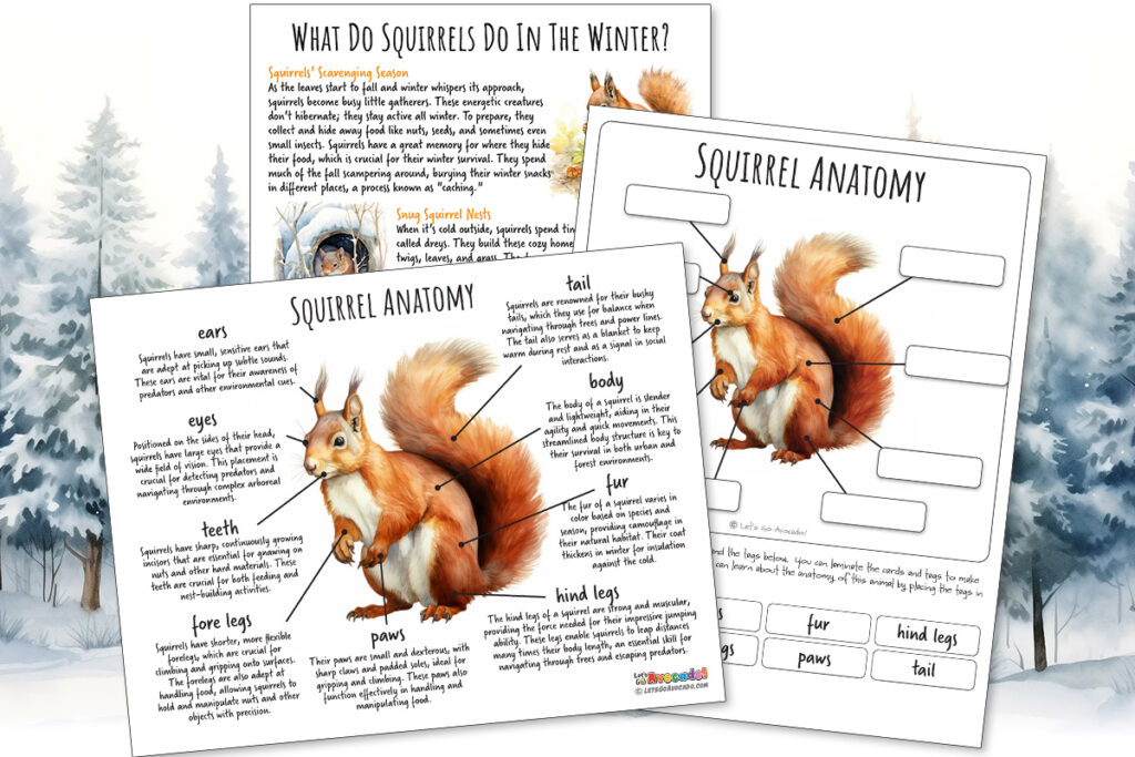 Squirrel Anatomy homeschool printables
