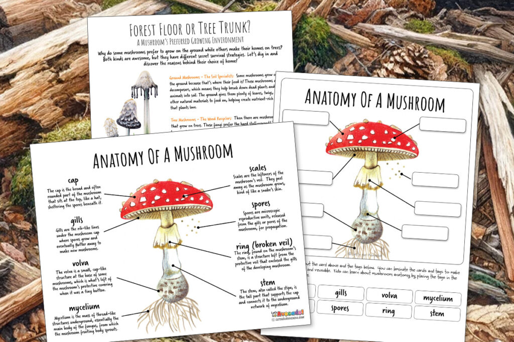 mushroom anatomy worksheet homeschool printable classroom