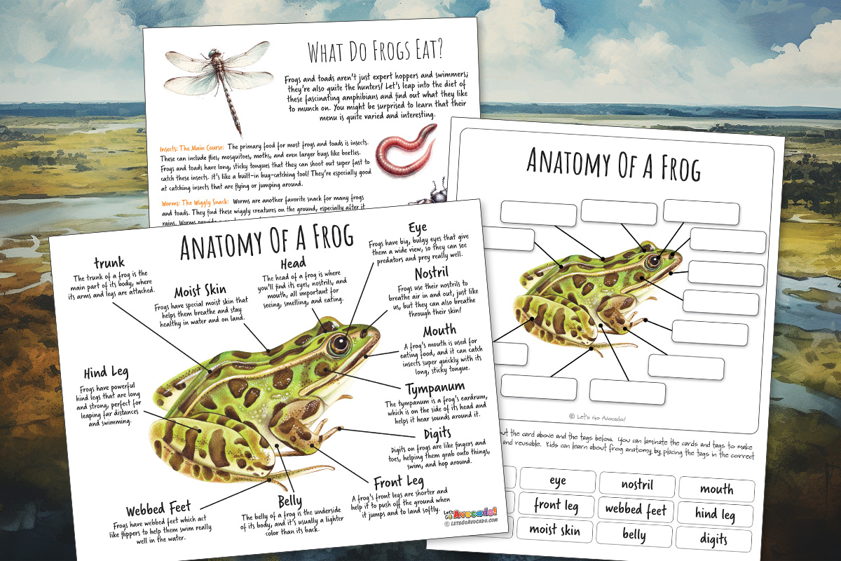 frog anatomy homeschool printables