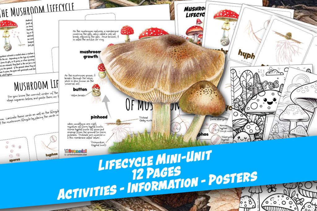 Mushroom lifecycle worksheets homeschool printable classroom