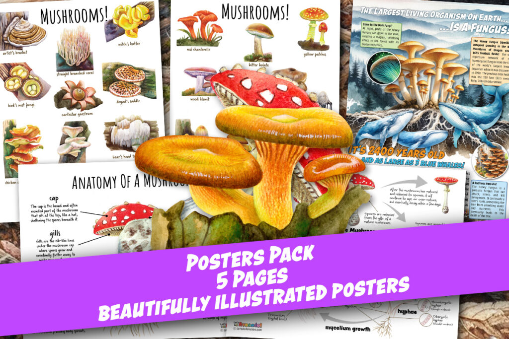 Mushrooms posters homeschool printable classrom