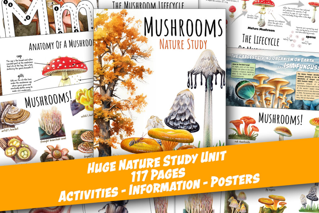 Mushroom Nature Study Homeschool printable lifecycle anatomy posters classroom printable
