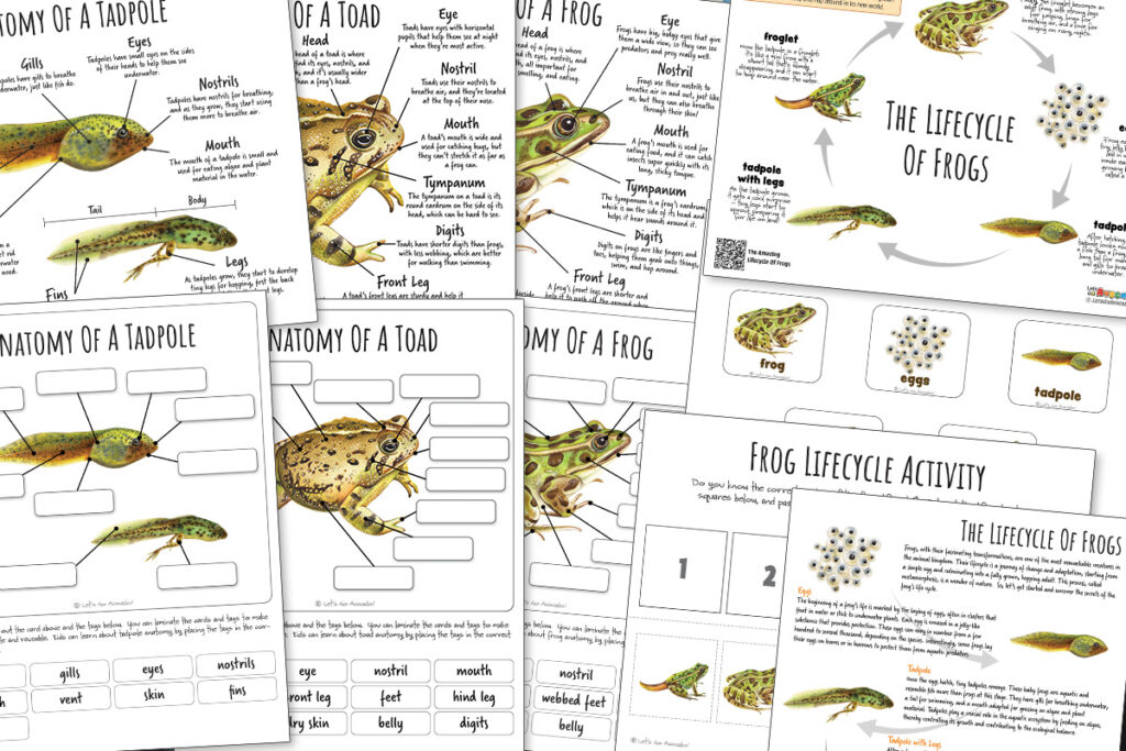 frogs and toads nature study homeschool printables, posters, lifecycle, anatomy, classroom printables