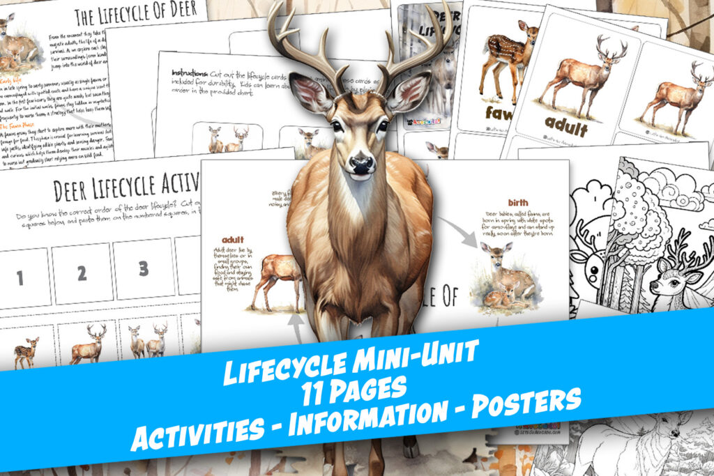 Deer Lifecycle homeschool printables