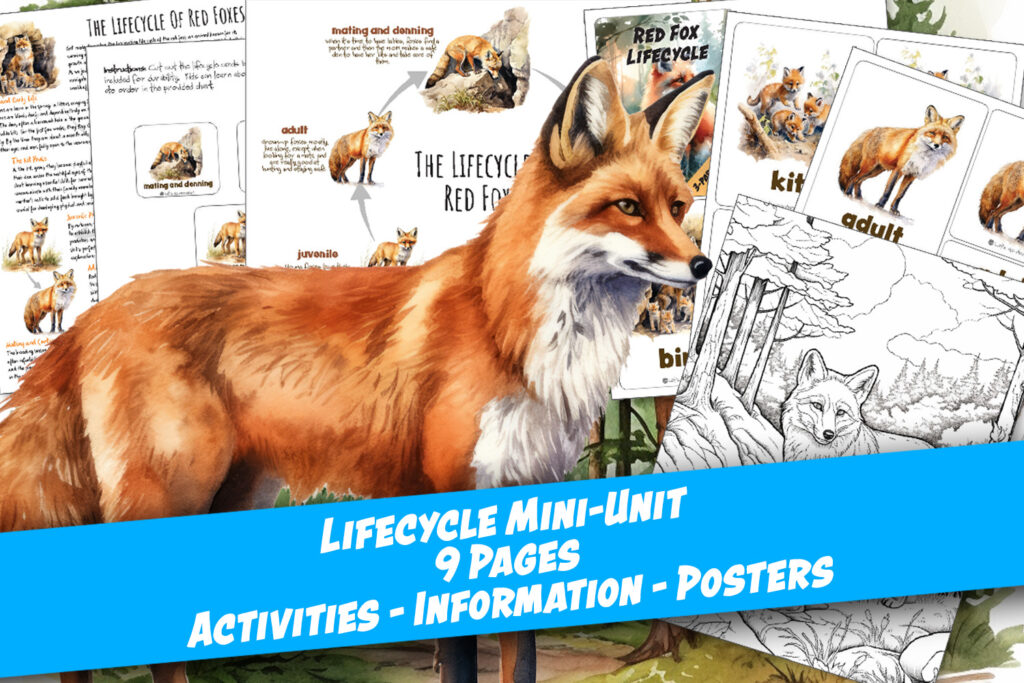 red fox lifecycle homeschool printables