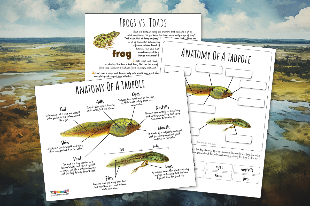 tadpole anatomy homeschool printables