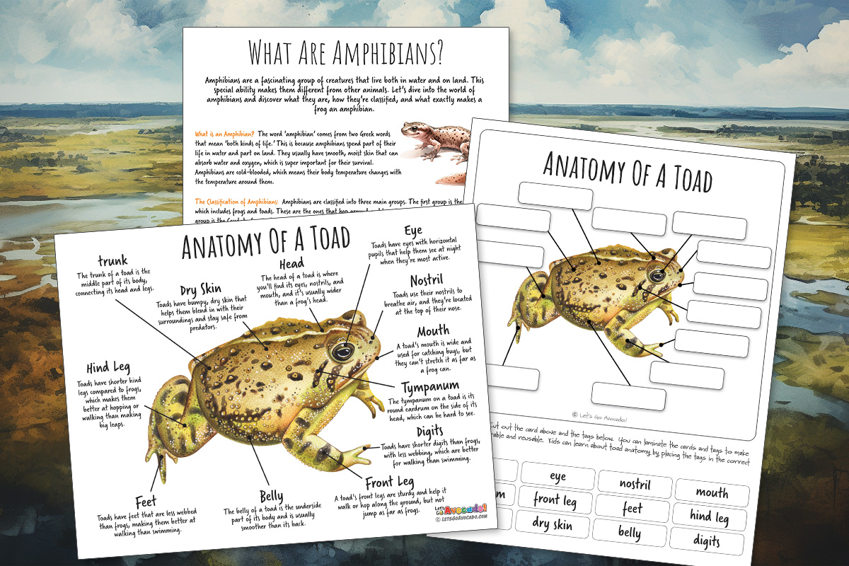 toad anatomy homeschool printables